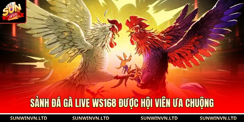 Sảnh đá gà live WS168 được hội viên ưa chuộng