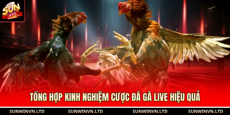 Tổng hợp kinh nghiệm cược đá gà live hiệu quả